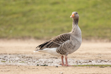grey lag goose anser anser preening and walking near a puddle of water side on isolated from green background