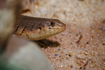 Small lizard smiling and looking at the camera
