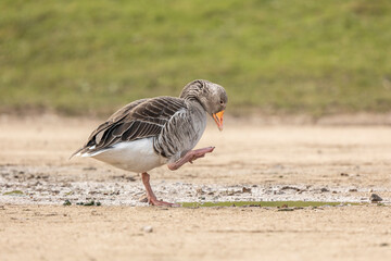 grey lag goose anser anser preening and walking near a puddle of water side on isolated from green background
