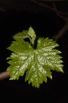A leaf from a grape tree outside during night time