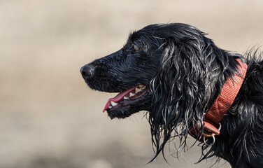 portrait of a  wet black dog with a bright red collar mouth open isolated from the background