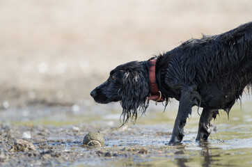wet black dog with a bright red collar playing in the mud with a tennis ball