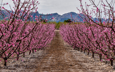 Flowering in Cieza, various fruit trees in bloom and a mountains on background. Located in Murcia region, Spain
