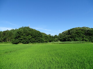 Fototapeta na wymiar 夏の農村風景