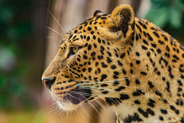 leopardo perfil