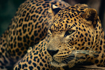 Fototapeta na wymiar leopardo macho perfil