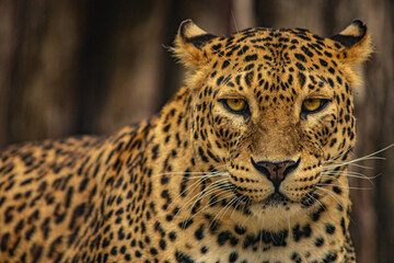 leopardo hembra