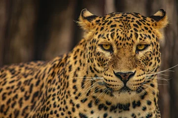 Foto op Plexiglas vrouwelijke luipaard © Alas_Mezivn