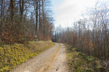 Spring Reborn, Wiedergeborene Frühling, Europa, Switzerland, Mountain, Forest, Sunny day, Lonely...
