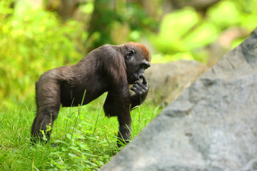 The western lowland gorilla (Gorilla gorilla gorilla) baby in the green grass.