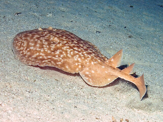 A Marbled Torpedo Ray (Torpedo marmorata) in the Red Sea, Egypt