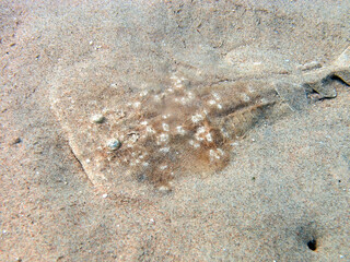 A Marbled Torpedo Ray (Torpedo marmorata) in the Red Sea, Egypt