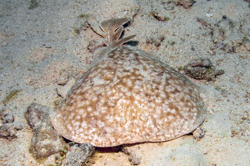 A Marbled Torpedo Ray (Torpedo marmorata) in the Red Sea, Egypt