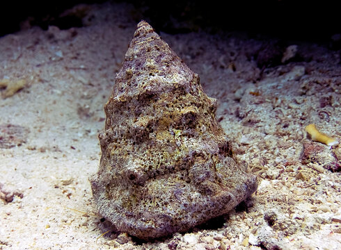 The Red Sea Top-Shell (Tectus dentatus) in the Red Sea, Egypt