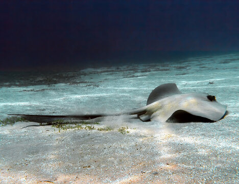 A Cowtail Stingray (Pastinachus sephen) in the Red Sea, Egypt