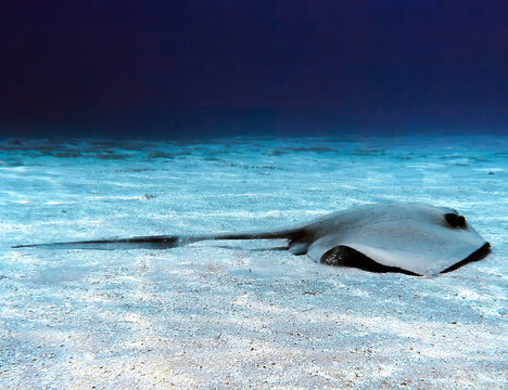 A Cowtail Stingray (Pastinachus sephen) in the Red Sea, Egypt