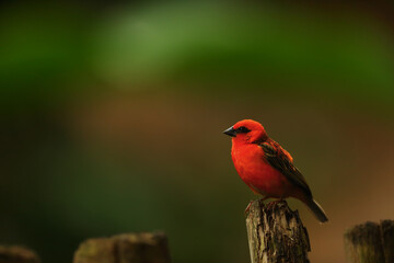 The red fody (Foudia madagascariensis), also known as the Madagascar fody in Madagascar.
