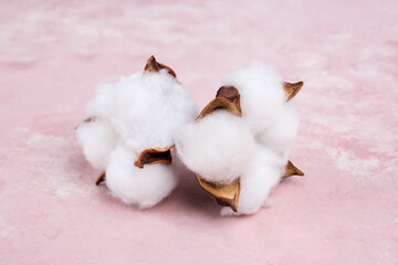 Fluffy cotton ball of cotton plant on a pink background.