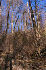 Spring Reborn, Wiedergeborene Frühling, Europa, Switzerland, Mountain, Forest, Sunny day, Lonely Walk