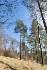 Spring Reborn, Wiedergeborene Frühling, Europa, Switzerland, Mountain, Forest, Sunny day, Lonely...