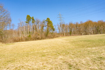 Spring Reborn, Wiedergeborene Frühling, Europa, Switzerland, Mountain, Forest, Sunny day, Lonely...