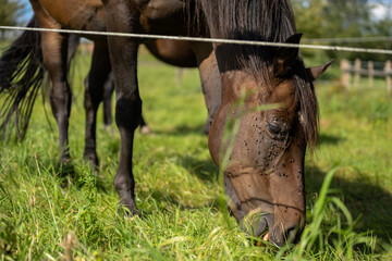 Brown horse grazing in the pasture with a lot of flies on the face