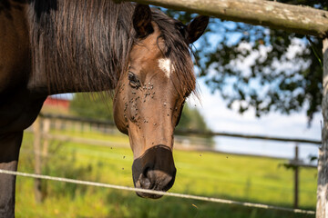 Brown mare with a lot of flies on her face looks at the camera through the pasture fence