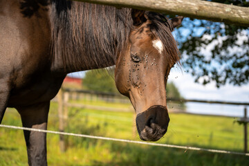 Brown mare closes her eyes because she is attacked by many flies in the face