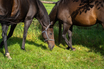 Naklejka na ściany i meble Two brown mare graze together in the pasture in summer