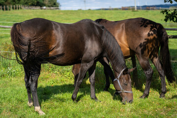 Two brown mares grazing in the pasture on a warm day in summer