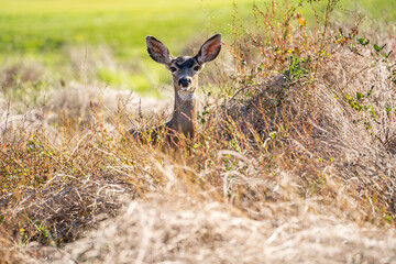 California Mule Deer (Odocoileus hemionus californicus) standing in the dry grass field. Beautiful deer in its natural habitat.