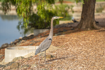 Great blue heron (Ardea cinerea) walks in the park. 