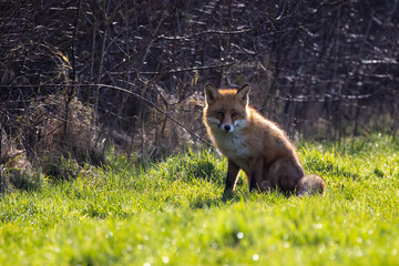 A fox beautifully lit by the sun