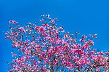 pink blossom of sakura tree on sunny blue sky in spring. copy space