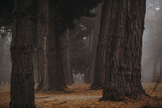 Foggy rows of tree in Autumn