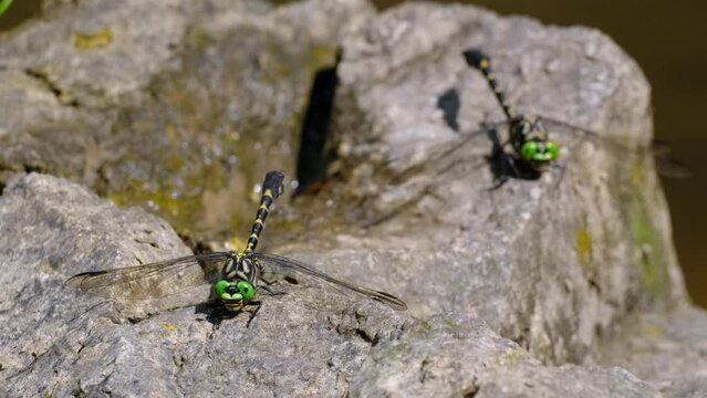 Small pincertail (Onychogomphus forcipatus), dragonfly on rock in river