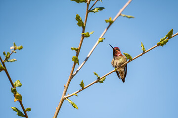 Green hummingbird with red sparkling head sits on a branch.