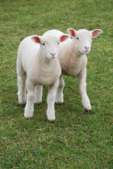 Fototapeta premium Pair of Lambs