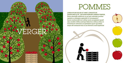 Mise en page sur le thème de la culture et la récolte de la pomme dans un verger - texte français, traduction : verger, pomme.