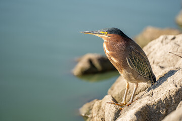 Green heron (Butorides striatus) stands on a stone in a lake.