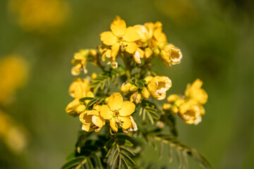 Flowers of Scrambled Egg Tree or Senna surattensis. 