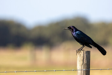 Male Boat tailed Grackle in a Florida Marsh