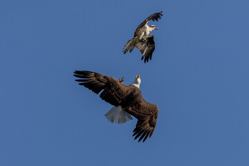 Fototapeta premium Bald Eagle fighting Osprey near Lake Kissimmee, Florida USA 