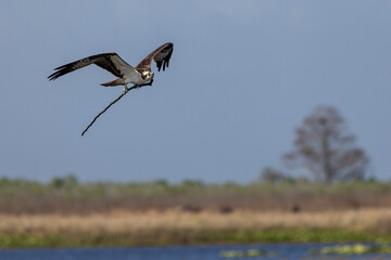 Fototapeta na wymiar osprey (Pandion haliaetus) at Lake Kissimmee in Florida USA wetland