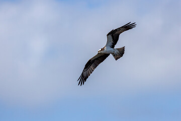 osprey (Pandion haliaetus) at Lake Kissimmee in Florida USA wetland