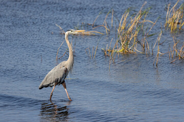 Great Blue Heron in Florida wetland