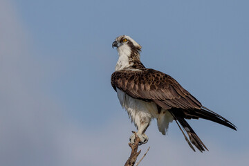 osprey (Pandion haliaetus) at Lake Kissimmee in Florida USA wetland