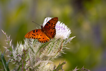 Beautiful Gulf fritillary butterfly on thistle flower in Merritt Island National Wildlife Refuge