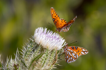 Beautiful Gulf fritillary butterfly on thistle flower in Merritt Island National Wildlife Refuge