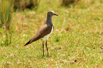 Ein Schwarzflügelkiebitz (Vanellus melanopterus) in seinem natürlichen Habitat, Äthiopien.